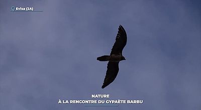 Nature : à la rencontre du gypaète barbu