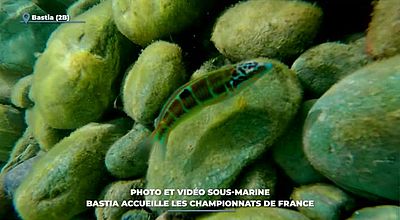 Photo et vidéo sous-marine : Bastia accueille les championnats de France