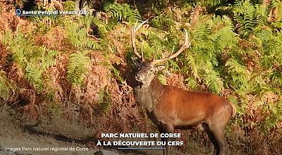 Parc naturel de Corse : à la découverte du cerf