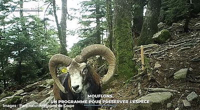 Mouflons : un programme pour préserver l'espèce